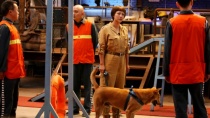 《监狱犬计划》曝宣传片 真挚告白拯救流浪狗