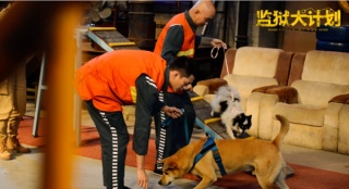 《监狱犬计划》发布宣传片 真挚告白拯救流浪狗