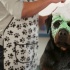 《汪星臥底》曝新特輯 7.20人犬懟戲“笑”果十足