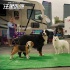 《汪星臥底》萌犬集結(jié) 家長請由未成年人陪伴觀影