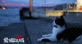 《愛(ài)貓之城》或?qū)⒁M(jìn) 貓奴不可錯(cuò)過(guò)的高分紀(jì)錄片