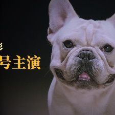 《營(yíng)救汪星人》“個(gè)狗介紹”上線 踢踏舞實(shí)力搶鏡