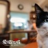 《爱猫之城》终极预告海报双发 “喵”准中秋档