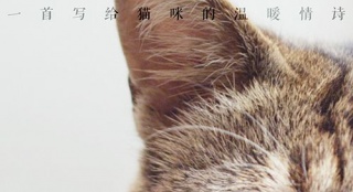 《愛(ài)貓之城》9.22公映 牛奶咖啡“解讀”《貓語(yǔ)》