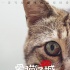 《爱猫之城》9.22公映 牛奶咖啡“解读”《猫语》