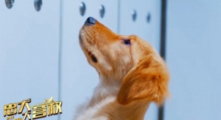 《忠犬大营救》终极预告 演绎被一只狗拯救的生活