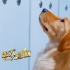 《忠犬大营救》终极预告 演绎被一只狗拯救的生活 《忠犬大营救》终极预告 演绎被一只狗拯救的生活