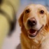 《忠犬大营救》11.23上映 狗狗题材聚焦社会热点