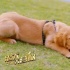 《忠犬大營(yíng)救》發(fā)文要求多排片 正能量寵物電影？