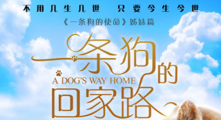 "與你同行"《一條狗的回家路》 患難與共不再孤單