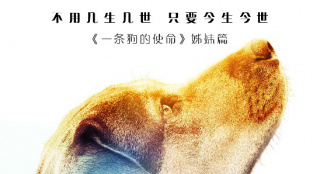 "轉(zhuǎn)角遇到愛(ài)"邂逅《一條狗的回家路》的暖心關(guān)懷