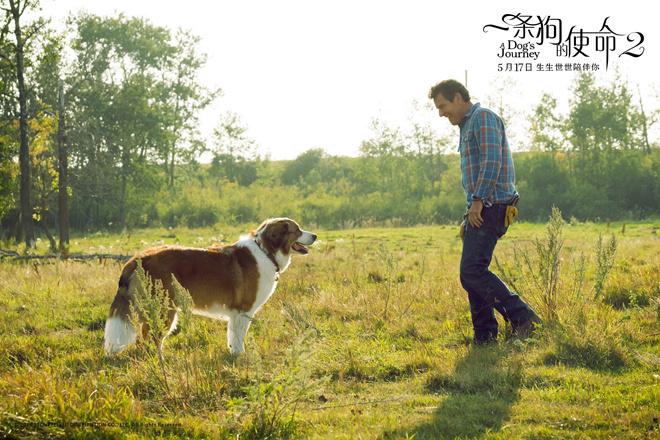 《一条狗的使命2》热映中 用爱治愈每个孤单的人