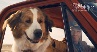 《一条狗的使命2》热映中 用爱治愈每个孤单的人