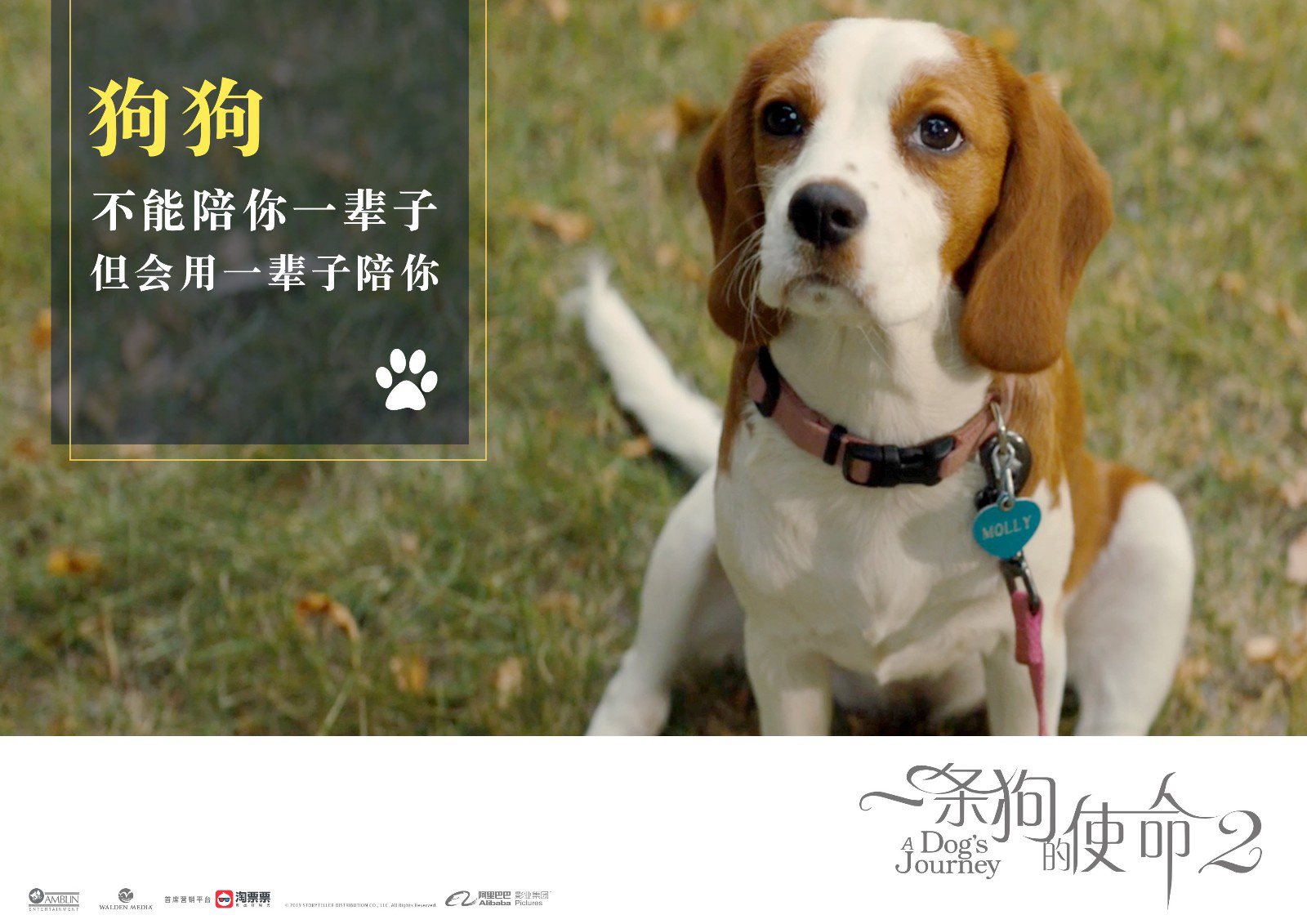 《一条狗的使命2》掀养狗热 刘宪华曝养狗秘诀