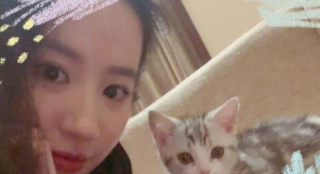 人美猫萌！刘亦菲晒自拍 与小奶猫合照画面有爱