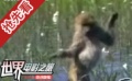 纪录片《地球》呈现珍贵画面