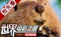 耐心和愛(ài)心之作《河貍白毛歷險(xiǎn)記》