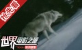 法国环保伦理片《少女与狼》