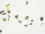 爱画：《放弃》蚂蚁搬家的故事