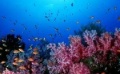 3D电影《在海下》展示精美海洋奇观 探索海底奥秘