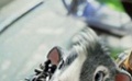 《動物特工》發(fā)布預(yù)告片 豚鼠上演007特種部隊