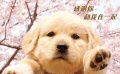 《十个约定》10 Promises to my Dog 30秒预告片