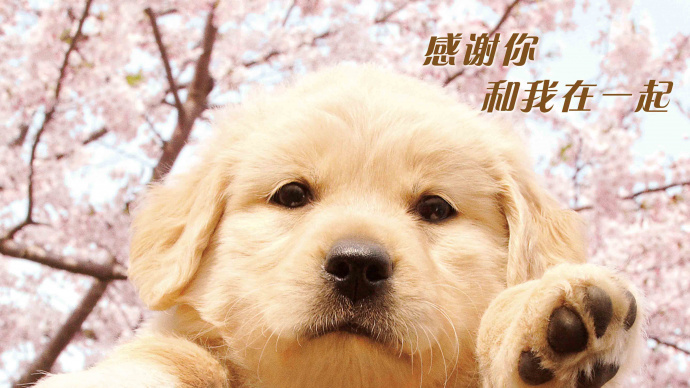 《十个约定》10 Promises to my Dog 30秒预告片