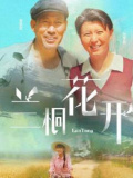 兰桐花开