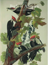 美國(guó)鳥類