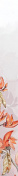 ôطֱ