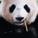 呼呼