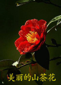 美丽的山茶花