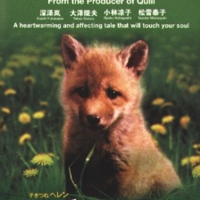 生命奇跡小狐貍