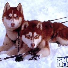 雪地狂奔