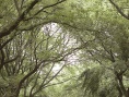 天災(zāi)劇照