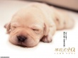 导盲犬小Q壁纸