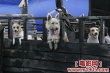 尋找狗托幫劇照