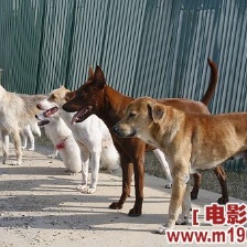 尋找狗托幫