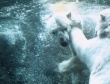 旭山動物園物語-企鵝在天空飛翔劇照
