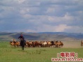驯马手剧照