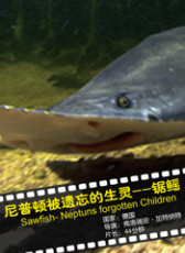 尼普頓被遺忘的生靈--鋸鰩