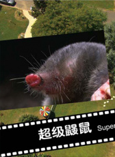超級鼴鼠