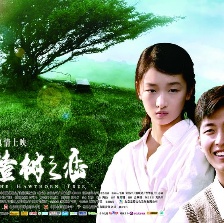 山楂树之恋