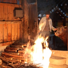 與牛一起旅行的方法