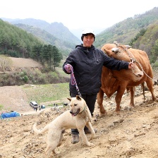 與牛一起旅行的方法