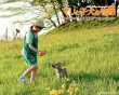 愛犬的奇跡