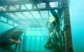 《鯊魚驚魂夜3D》獨(dú)家中文預(yù)告 美女肉搏大白鯊