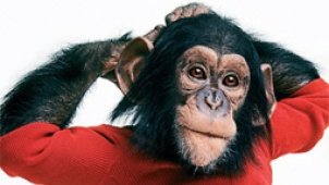 《尼姆计划》独家中文预告 猩猩尼姆的“人”生路