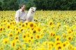星守犬