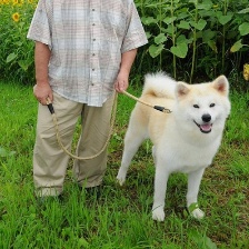 星之守護(hù)犬
